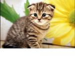 #TeamChatonForever