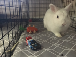 Hotwheel’$ and bunnies