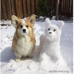The Ultra Cute Dogs