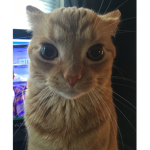 catstare