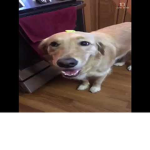 butter dog the dog with the butter on him