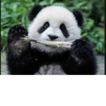 PANDAS DAY!