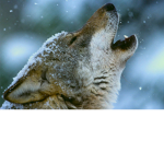 baby wolf