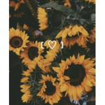 Sunflower-Aesthetics