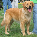 golden retrievers