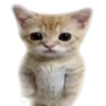 æuzzea