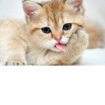 cute soft kittens U W U