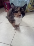 The shadowcat community