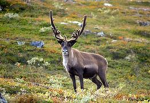 Raindeer Fans!!!