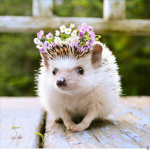 |~Hedgehog Hangout~| Group Thumbnail