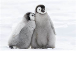 The Cultist Of Penguin