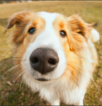 BOOP THE SNOOT GAMES