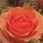 "!Flowers!"
