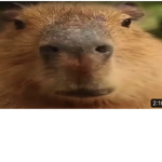 The Pro Capybaras