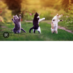 #lovecatsforever