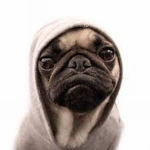 Pug Mafia
