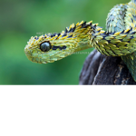Serpents United