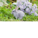 bunnies are the best animal