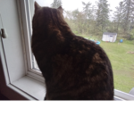 The CAT club:):(