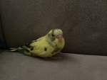 My baby parakeet