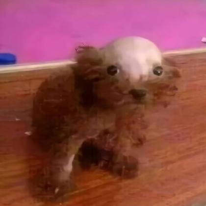 Bald Dog Roblox decal