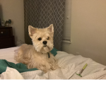 The barking beau
