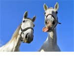 HORSE FANSSSS