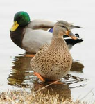 The_Legendary_Duck_Army
