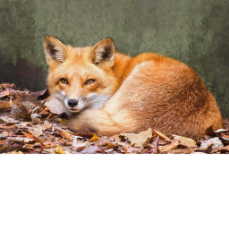 HOME [The Fox Army]