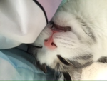 Slider my cat