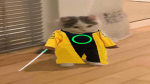 Chinese Cat Office
