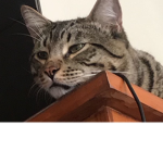 Cats are crazy
