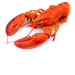 LOBSTER HEADS