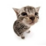 Warrior Cats Group Chat
