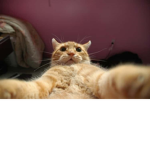 meowzzerz