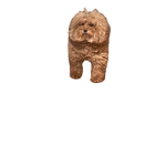 wutadogdoin?