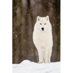 Alphas of the artic