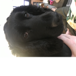 Lucky the doggo