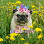 Uni Pug Offical Group