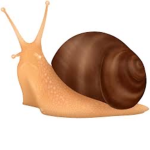 Snail Snail