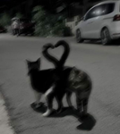 ~i~love~cats~