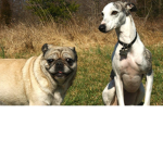 Whippet and pug club