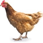 Chicken Baka