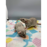 RATS R EPIC