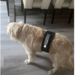 Doglifters
