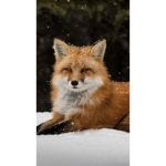 FoxyTails