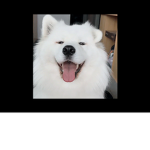Doggyyyyyyyyy group
