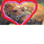 Cats & Horses FanClub