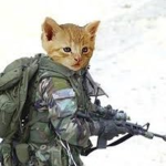 Gaming Kitten Studios