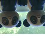 Pandasgalor
